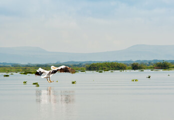 Great White Pelican is flying above water. Wild nature. Kenya. Africa