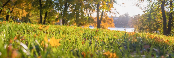 Fotobehang gevallen gele bladeren tussen groen gras, felle herfstzon op een achtergrond © Dmitriy Popov