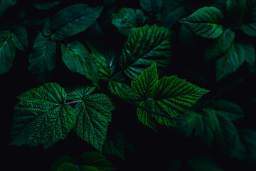 Fototapeta na wymiar dark green leaves, abstract flora texture