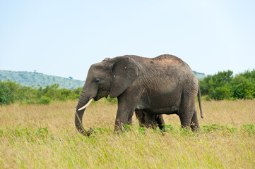 elephants, Kenya