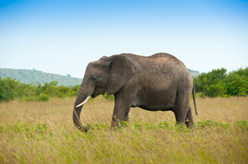 Naklejka na ściany i meble Elephant in savanna, wild nature, Kenya, Africa