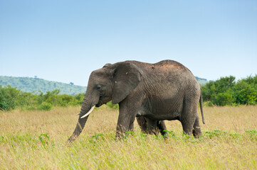 Fototapeta premium elephant, Kenya