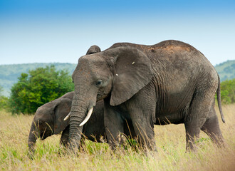Obraz premium Elephant and its calf in wild nature, Kenya, Africa