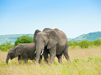 Fototapeta na wymiar African elephants. Wild nature. Kenya. Africa