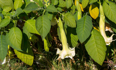 Large pure white trumpet flowers of Datura ,a genus of nine species of poisonous vespertine...