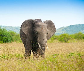 Fototapeta premium Elephant in savanna, Kenya, Africa