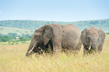 Elephants in savannah, Kenya, Africa