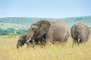 Obraz premium Elephants in the african savanna, Kenya