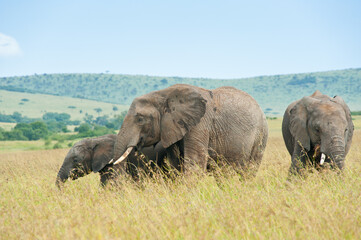 Elephants in wild nature, Kenya, Africa