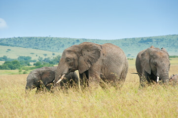 Naklejka na ściany i meble Elephants in wild nature, Kenya, Africa