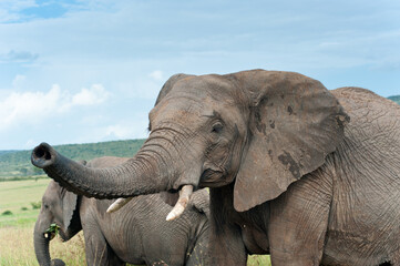 elephants, Kenya, Africa
