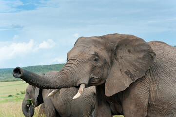 Elephants in savannah, wild nature, Kenya, Africa
