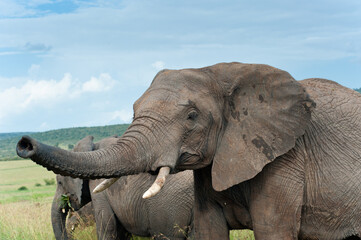 Fototapeta premium elephants, Kenya, Africa