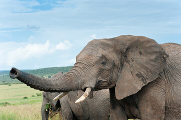 Obraz premium elephants, Kenya, Africa