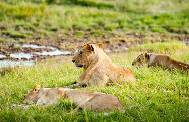 Fototapeta na wymiar Lions, Kenya
