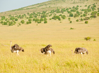 Three ostriches, Kenya, Africa
