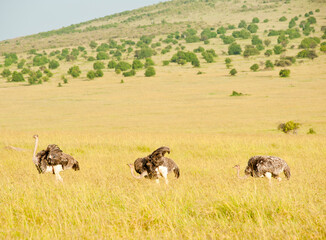 Fototapeta na wymiar Three ostriches, Kenya, Africa