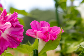 変化朝顔　千葉県佐倉市　日本