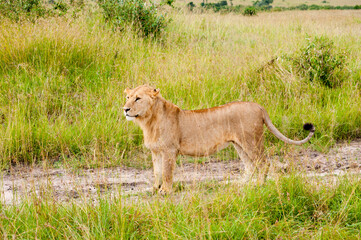 A lion in wild nature, Kenya, Africa
