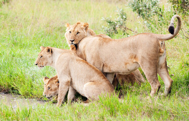 Naklejka na ściany i meble Lions, Kenya, Africa