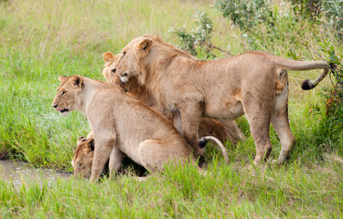 Lions in wild nature, Kenya, Africa