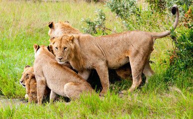 Fototapeta na wymiar Lions in wild nature close to water, Kenya, Africa