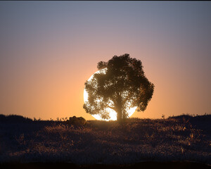 Lonley tree standing in a plain grass field and a large sun is setting behind it