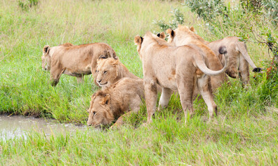 Naklejka na ściany i meble Lions in wild nature, Kenya, Africa
