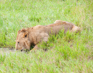 A lion is drinking water, Kenya, Afrika