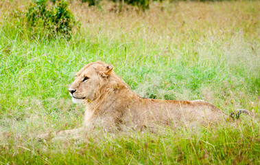 A lion, Kenya