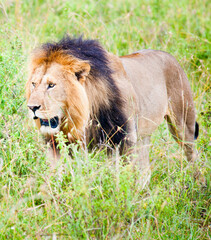 Naklejka na ściany i meble Old lion, Kenya, Africa
