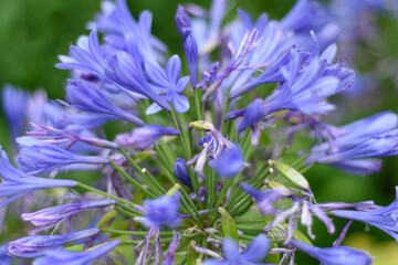 Flores de color azul y malva en la naturaleza