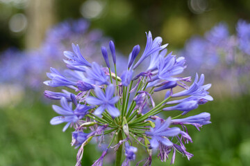 Flor azul y malva en la naturaleza