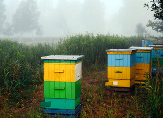 Pasieka z pszczołami  wystawiona na leśnej polanie wśród kwitnącej nawłoci kanadyjskiej