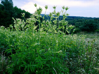 Wieczorne łąki z kwitnącym Ostrożeniem warzywnym (Cirsium oleraceum ) © JDziedzic
