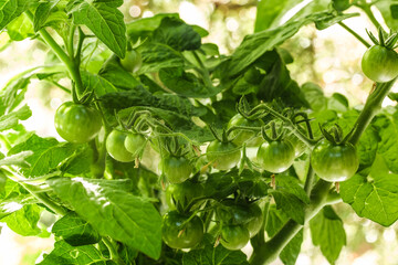 Eine Rispe mit grünen Mini-Tomaten an einer Gartenpflanze im Gegenlicht