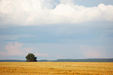 Fototapeta premium Rural landscape during harvest in the field