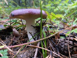 Beautiful russula mushrooms in coniferous forest after rain.Violet russula with raindrops
