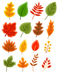 Fototapeta premium Set of flat vector autumn leaves of oak, maple, rowan, birch isolated on white background.