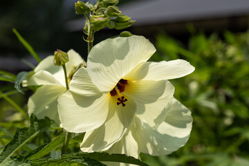 花オクラの花　千葉県佐倉市　日本