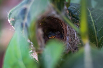 Cute Young Carefree Ashy Wren Warbler (Prinia Socialis) fledglings chilling in the nest.