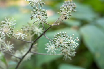 ウドの花と実　千葉県佐倉市　日本