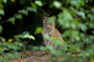 Eurasian lynx, hiding in the forest. Cute lynx living in the wood. Small lynx check surroundings. Rare predator in European nature	