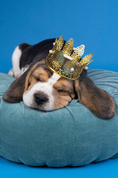 Portrait of a beagle dog pup lying on a blue cushion wearing a golden crown sleeping isolated against blue background