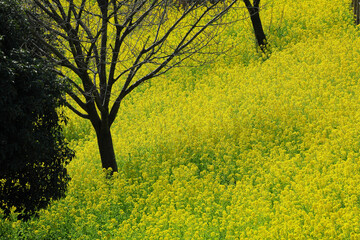 菜の花の丘