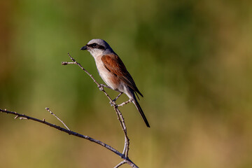 Red-backed Shrike Lanius collurio perched on branch.