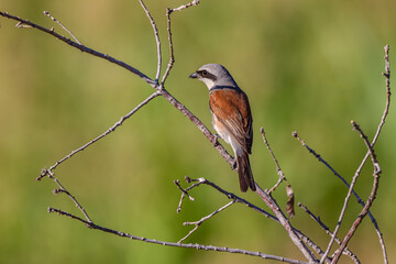 Red-backed Shrike Lanius collurio perched on branch.