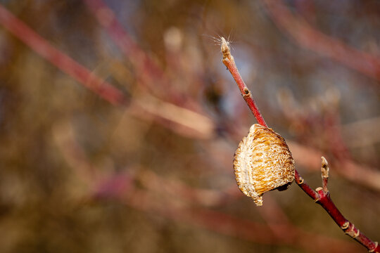 Ootheca of Praying Mantis (Mantis Religiosa)  on bush branch. Blurred background. Selective focus. Ooteca is attached to branch. Close-up of mantis eggs in cocoon. Sunny day. There is place for text.