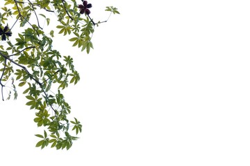 Tropical tree with leaves branches on white isolated background for green foliage backdrop 