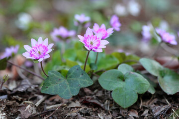 ピンクの雪割草